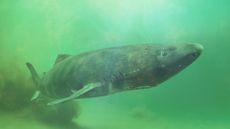 A gray shark swimming in greenish waters swims near the camera