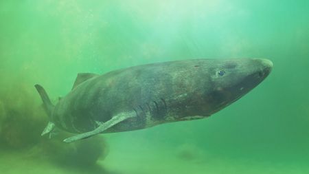 A gray shark swimming in greenish waters swims near the camera
