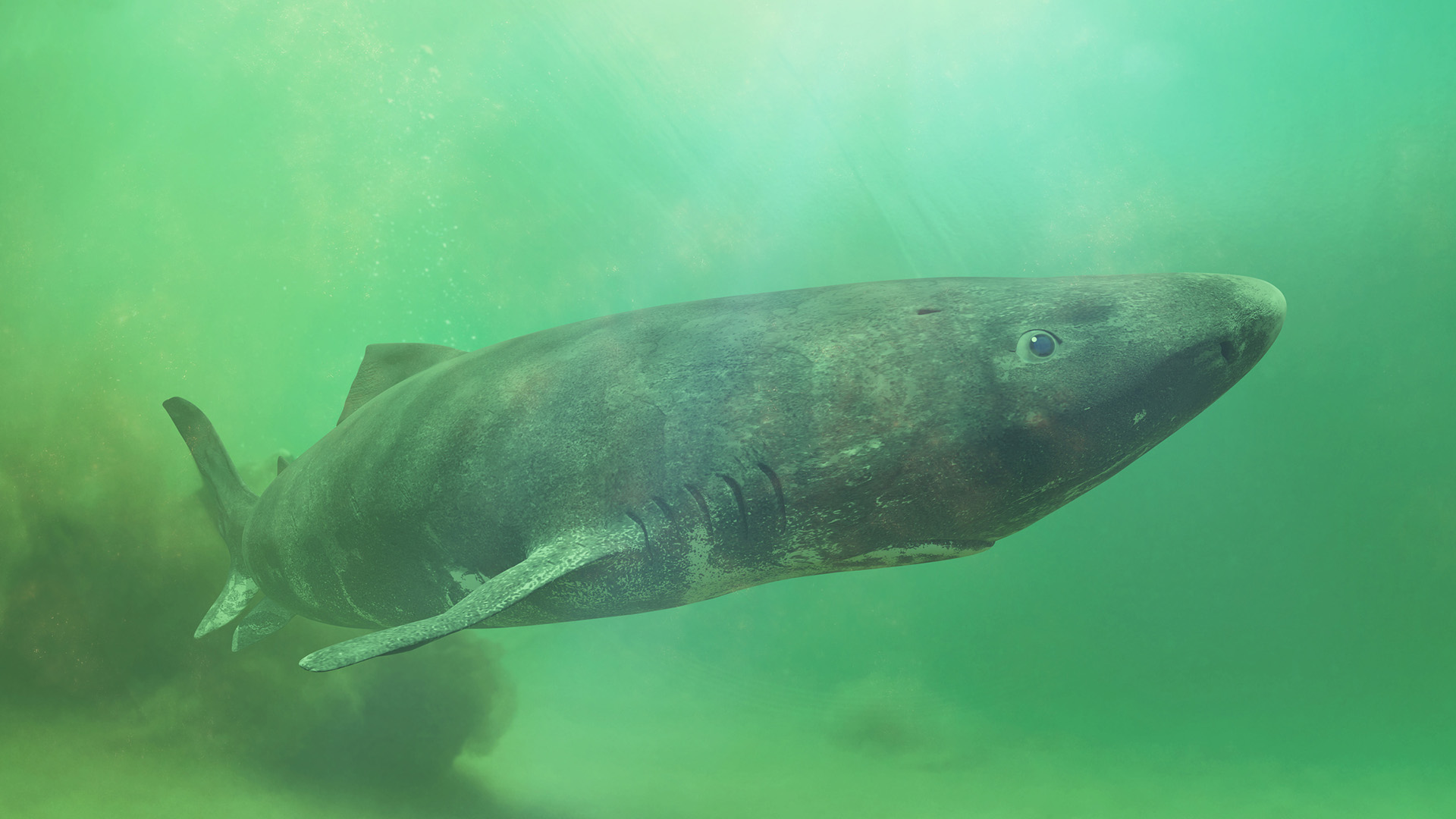 A gray shark swimming in greenish waters swims near the camera