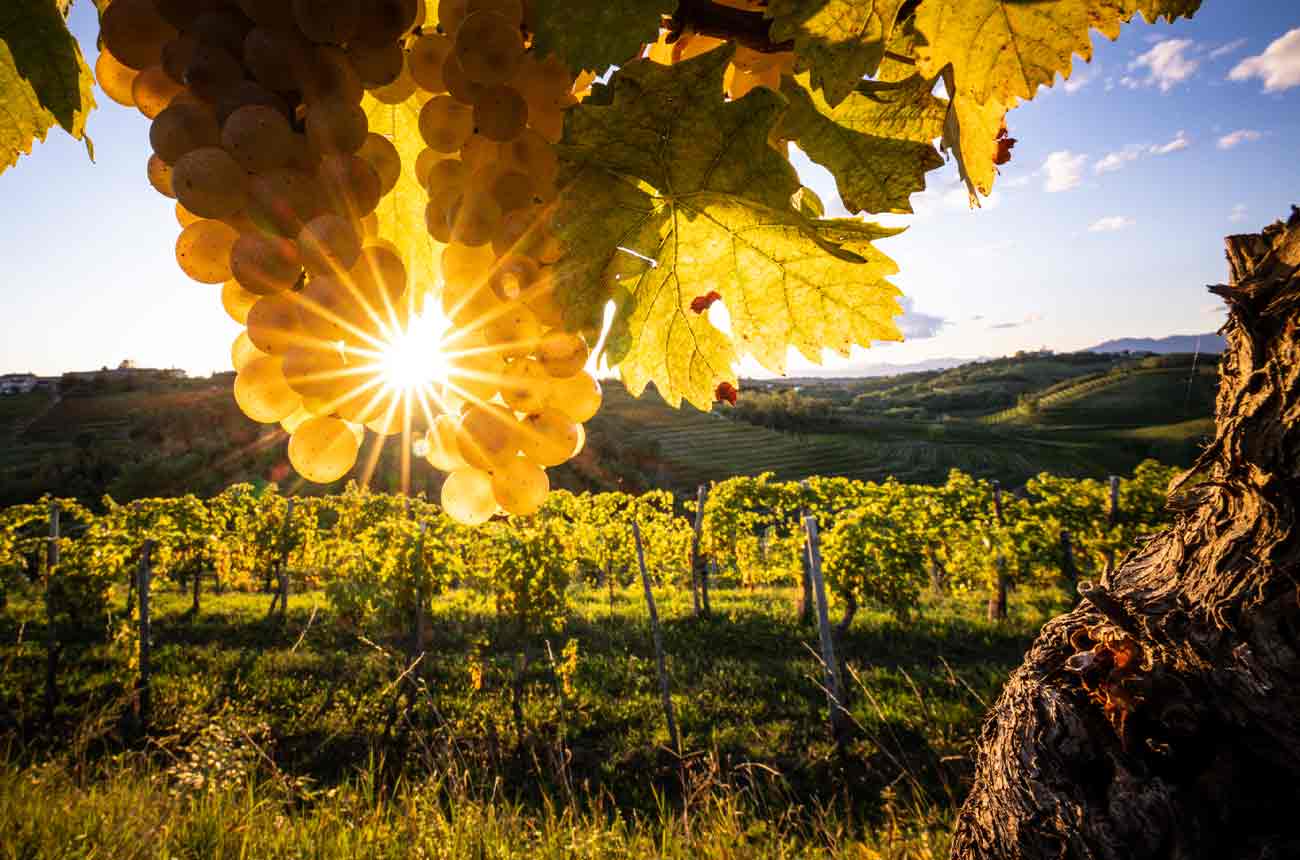 Marjan Simcic Domaine winery, Slovenia