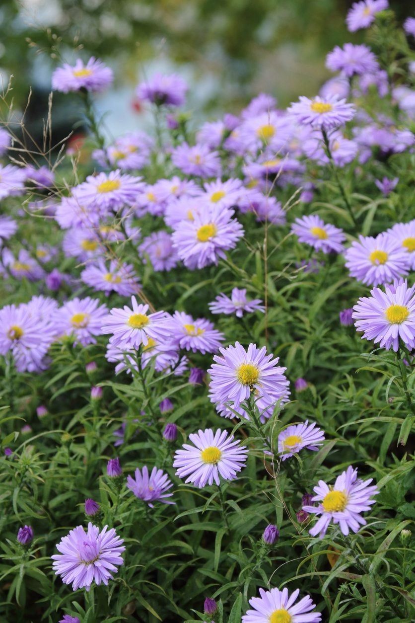 Purple Aster Flowers