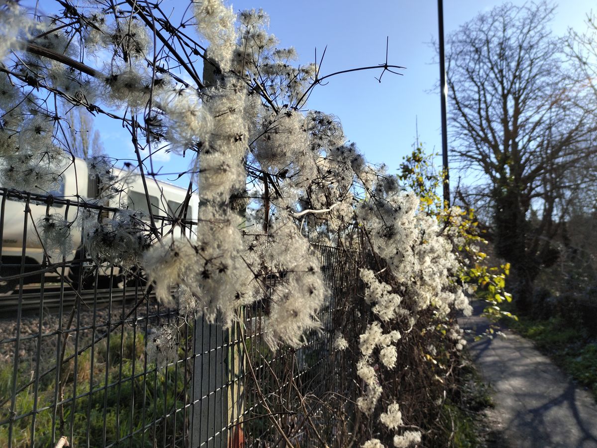 ZTE Axon 20 5G camera samples
