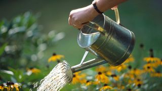 watering rudbeckias with a watering can