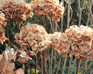 dried hydrangea flowers on plant in winter