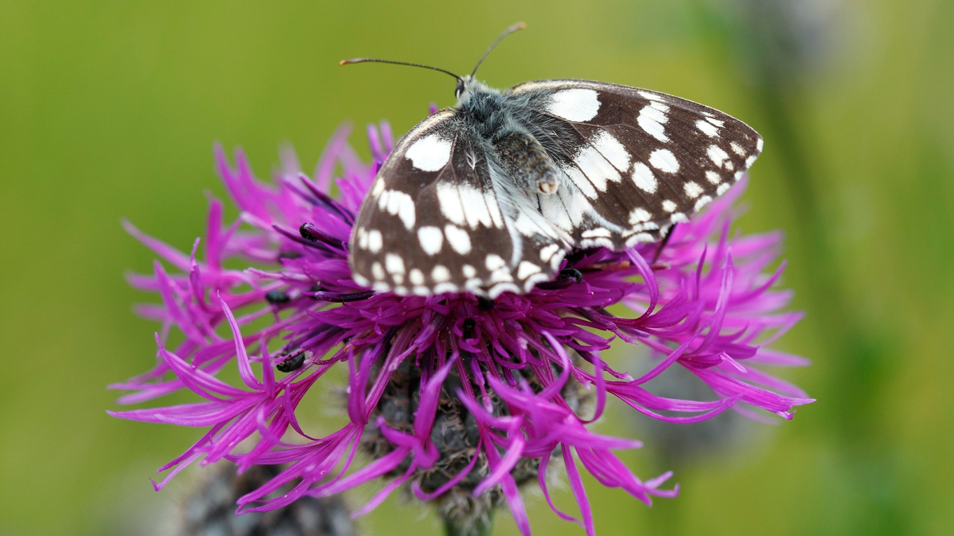 Butterly on purple flower to show the benefits of no mow may