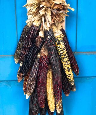 dried Indian corn on front door