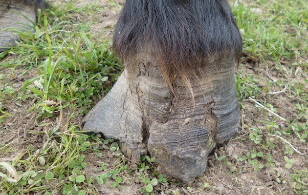 SPCA1.jpg