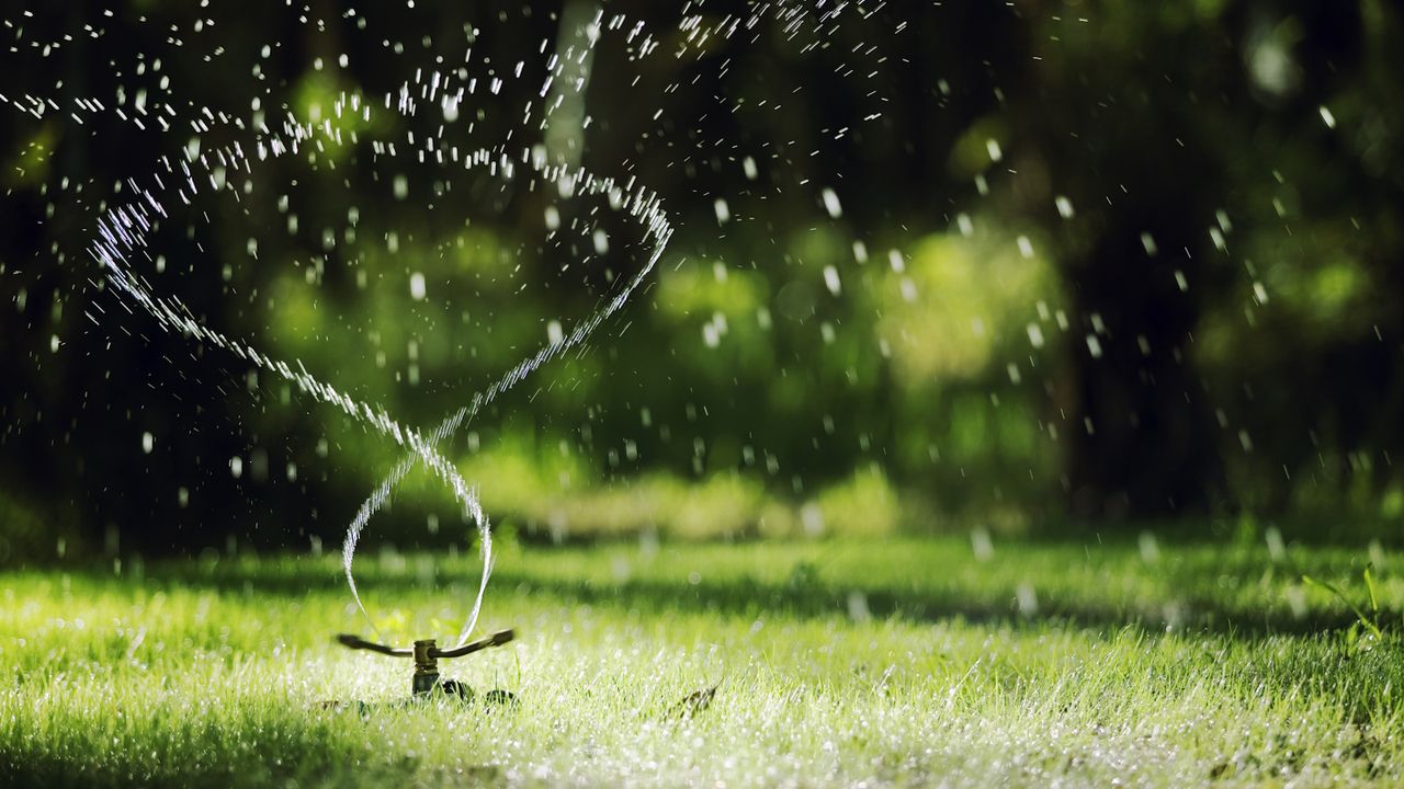 Does watering grass in the sun burn it?