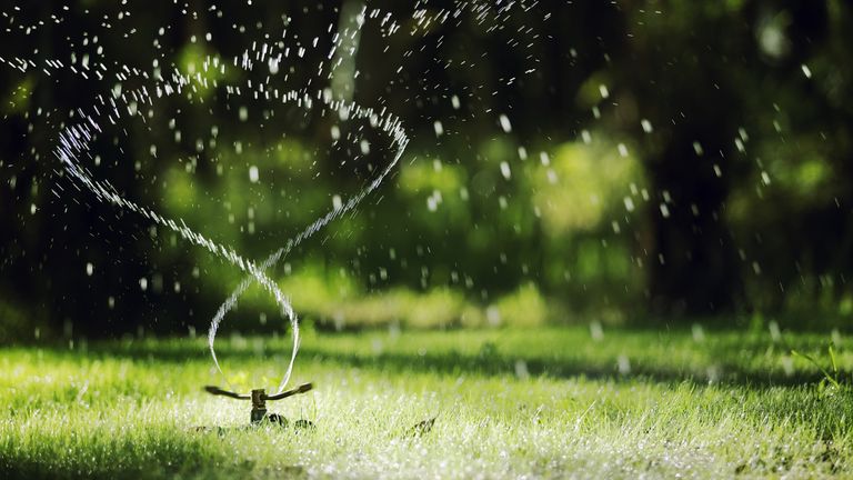 Does watering grass in the sun burn it? Experts reveal all | Homes and ...