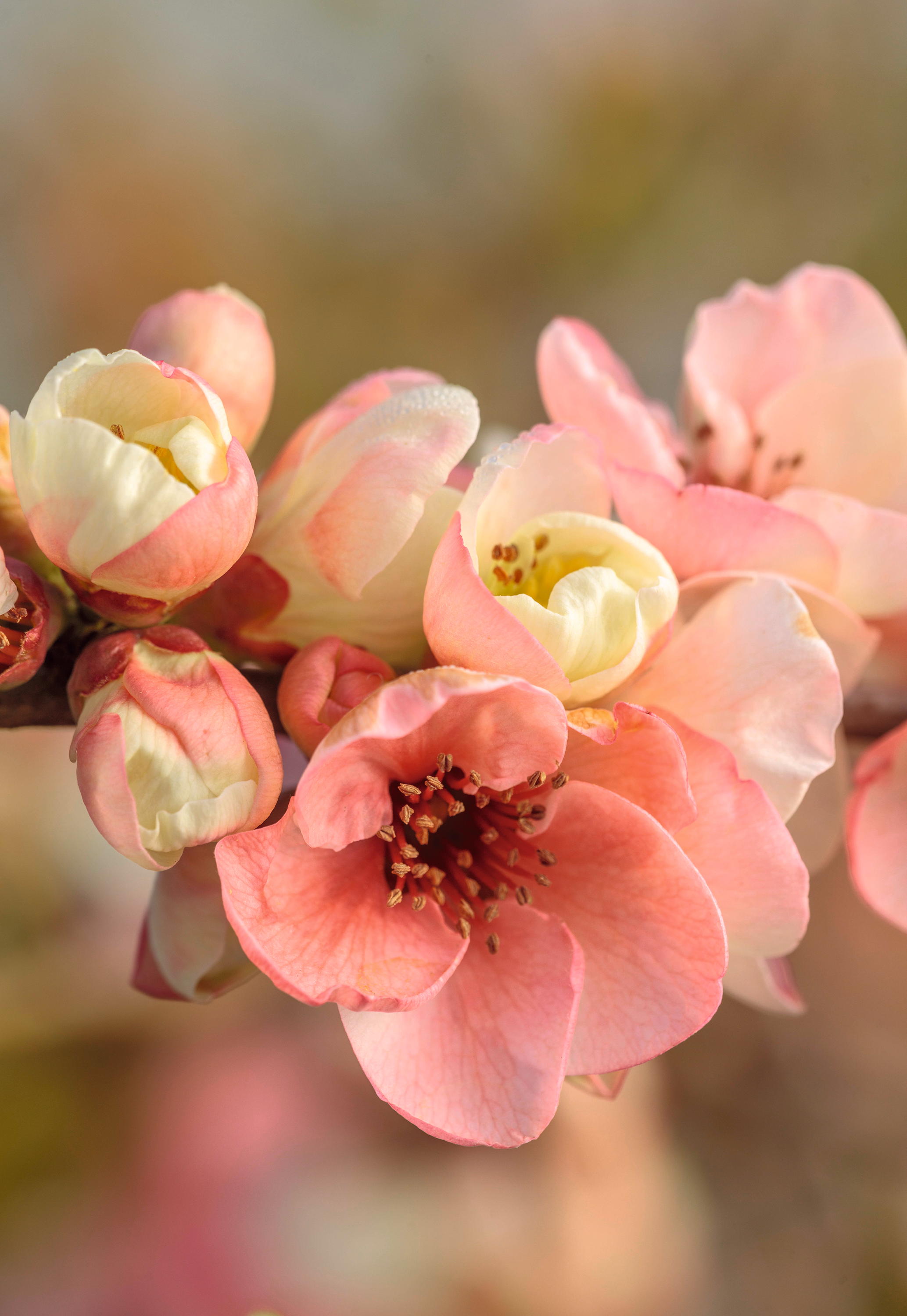 CHAENOMELES TRIAL, FLOWERS OF CHAENOMELES X SUPERBA MOERLOOSEI, SHRUBS, MARCH, JAPANESE QUINCE