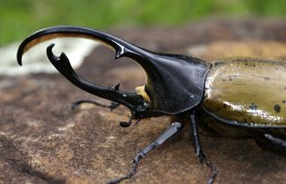 Rhinoceros beetle with two horns