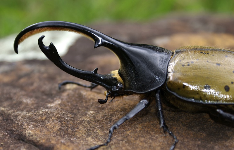 Images: Amazing Rhinoceros Beetles | Live Science