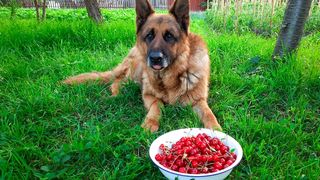 German Shepherd sat outside by a bowl of cherries