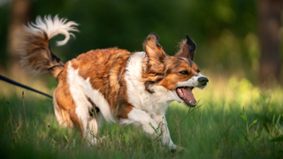 Reactive dog barking on a walk in a field