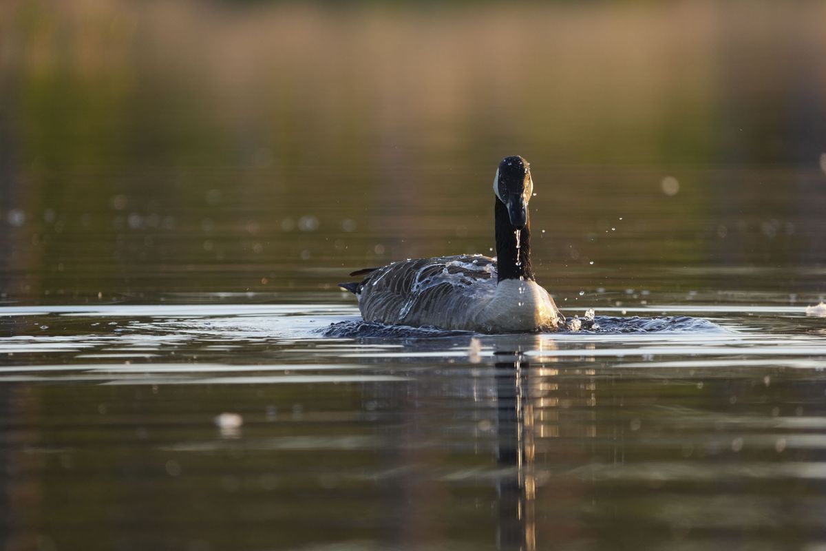 A goose in a lake at first light from the level of the water, the background is blurry