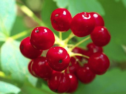 Bright Red Baneberry Plant