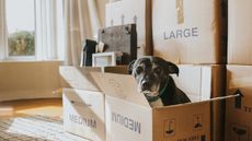 A dog with boxes on moving day.