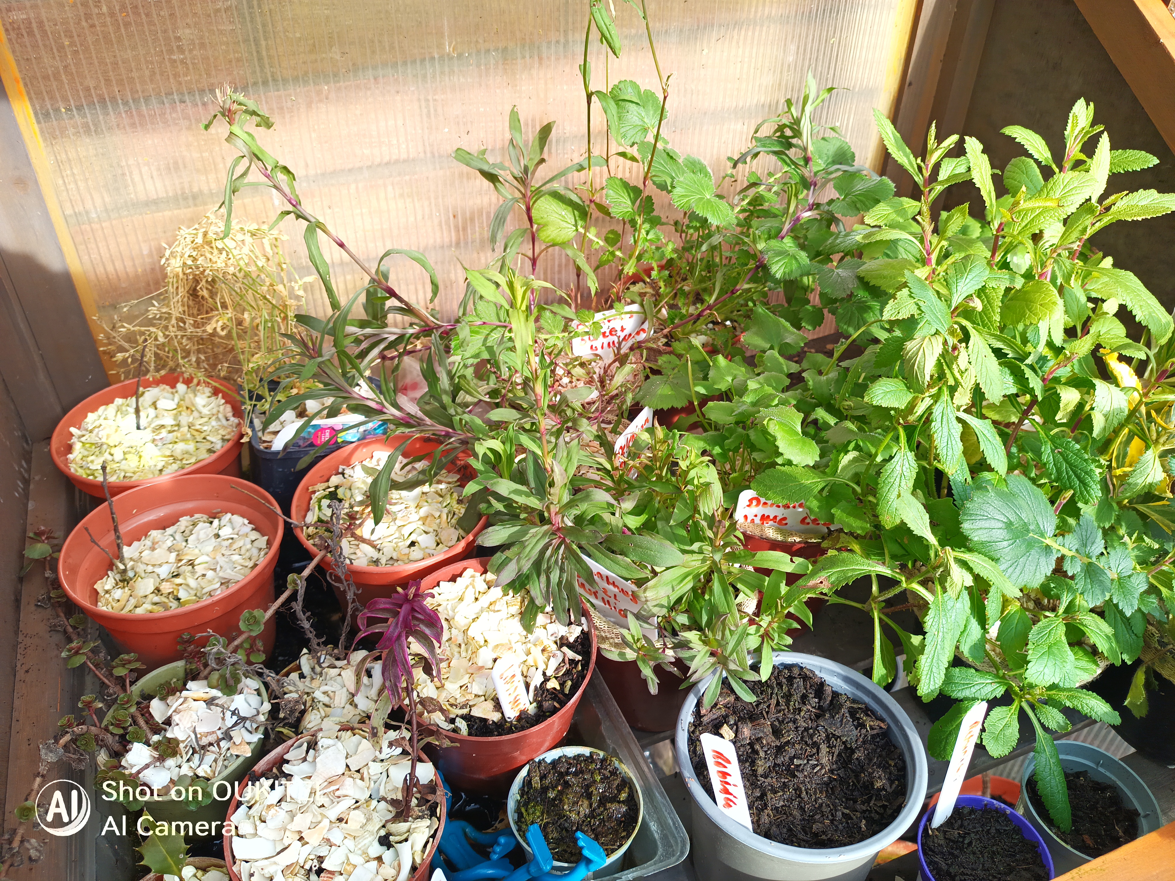 Oukitel WP61 Plus camera examples