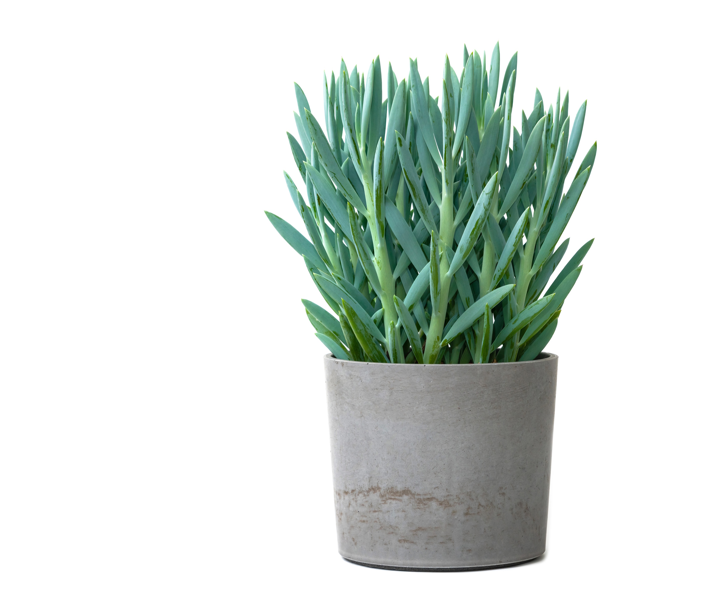 Curio ficoides or mount everest plant in concrete pot isolated on white background