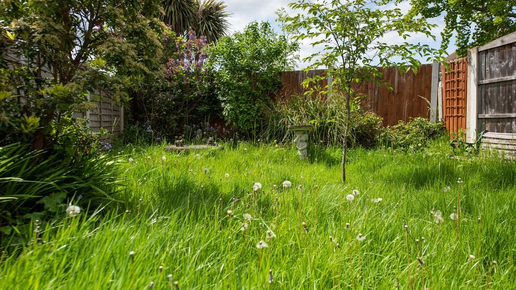 unkept backyard garden with tall grass and weeds, dandelions 