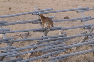 mountain lion photos, coyote photos