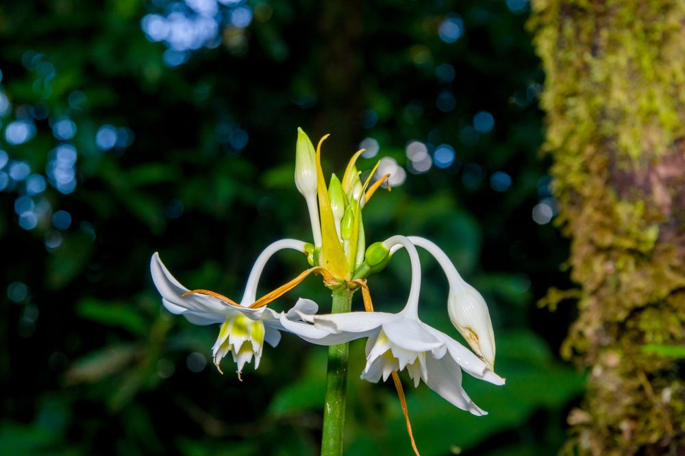 Ayahuasca plant