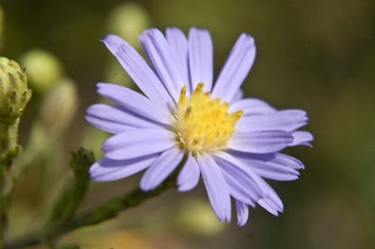 sky blue aster