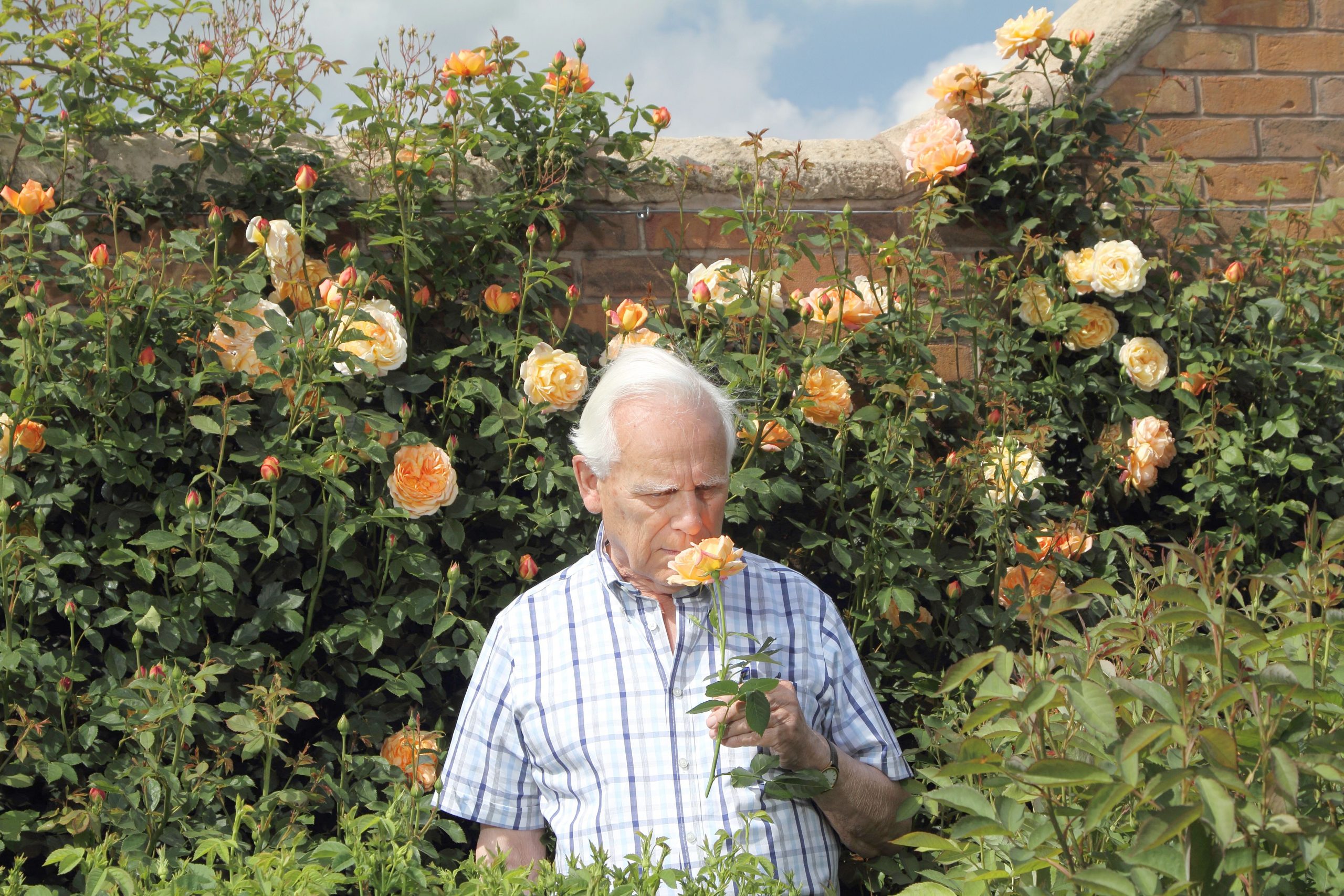 David Austin bred more than 200 roses. Rosa ‘Constance Spry’, his first successful cross, was introduced in 1961 and remains a bestseller. The names he gave his roses — ‘Wife of Bath’, ‘Lady of Shalott’, ‘Jude the Obscure’ — reflected his romantic view of his country.