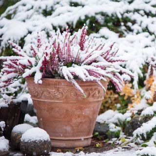 Common heather, Calluna vulgaris, in terracotta pot covered with snow, evergreen juniper in the background, snowy garden in winter