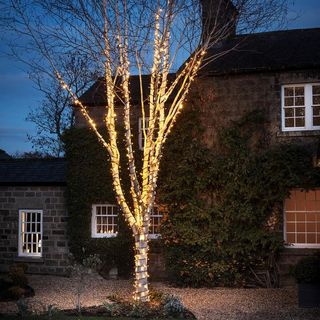 an outdoor tree decorated with string lights, outside a cute English home with foliage on the exterior of it