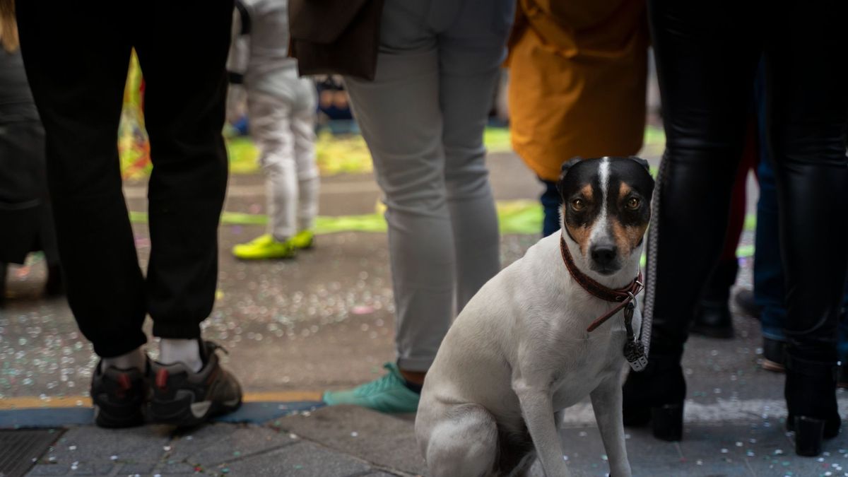 Stressed dog in a crowd