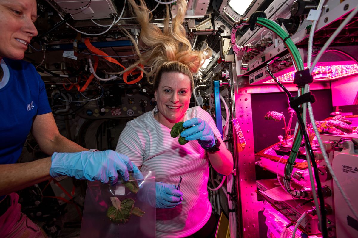 NASA astronauts Shannon Walker and Kate Rubins as seen collecting plant samples on the International Space Station on Jan. 28, 2021.