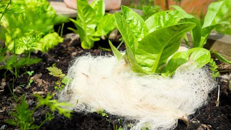 wool around lettuce leaves in garden