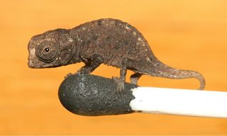 tiniest chameleon, tiny lizard discovered, tiniest lizards in the world, world's tiniest lizards, tiny chameleon, miniature chameleon, Madagascar chameleon, earth, environment