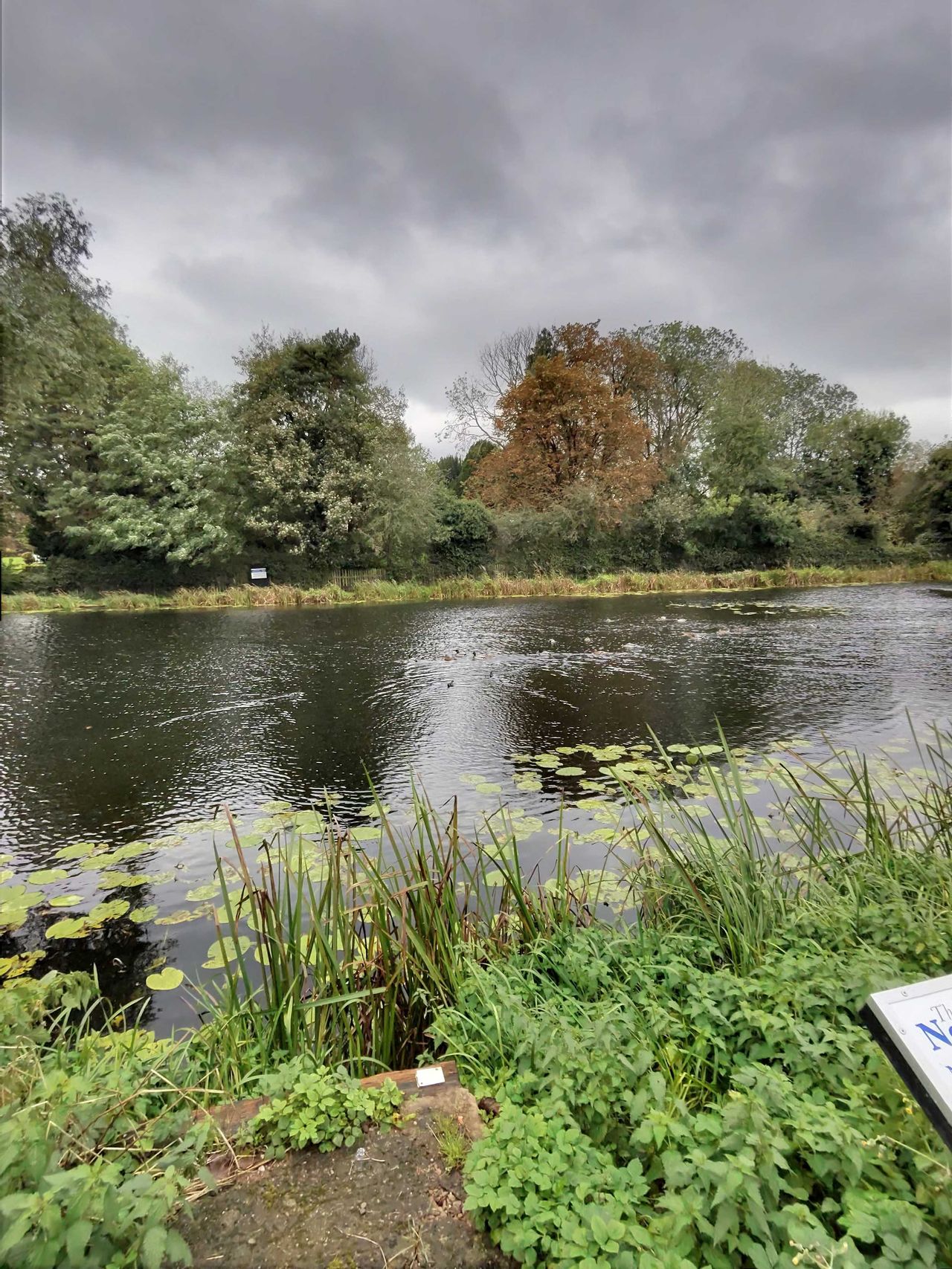 Ducks swimming in a pond on a cloudy day