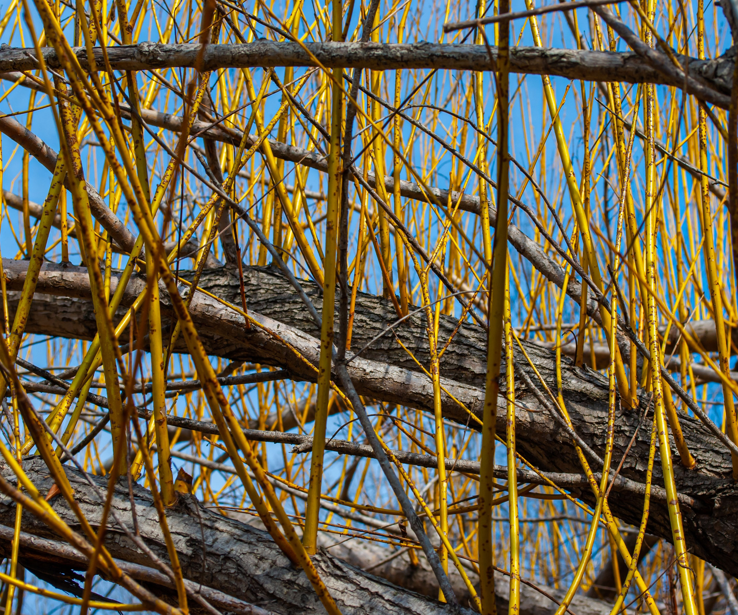 water sprouts growing out of tree with blue sky