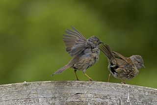 lovebirds