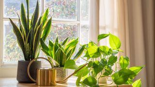 Group of three houseplants sitting in sunny windowsill