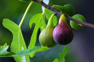 Close-up of figs growing on tree