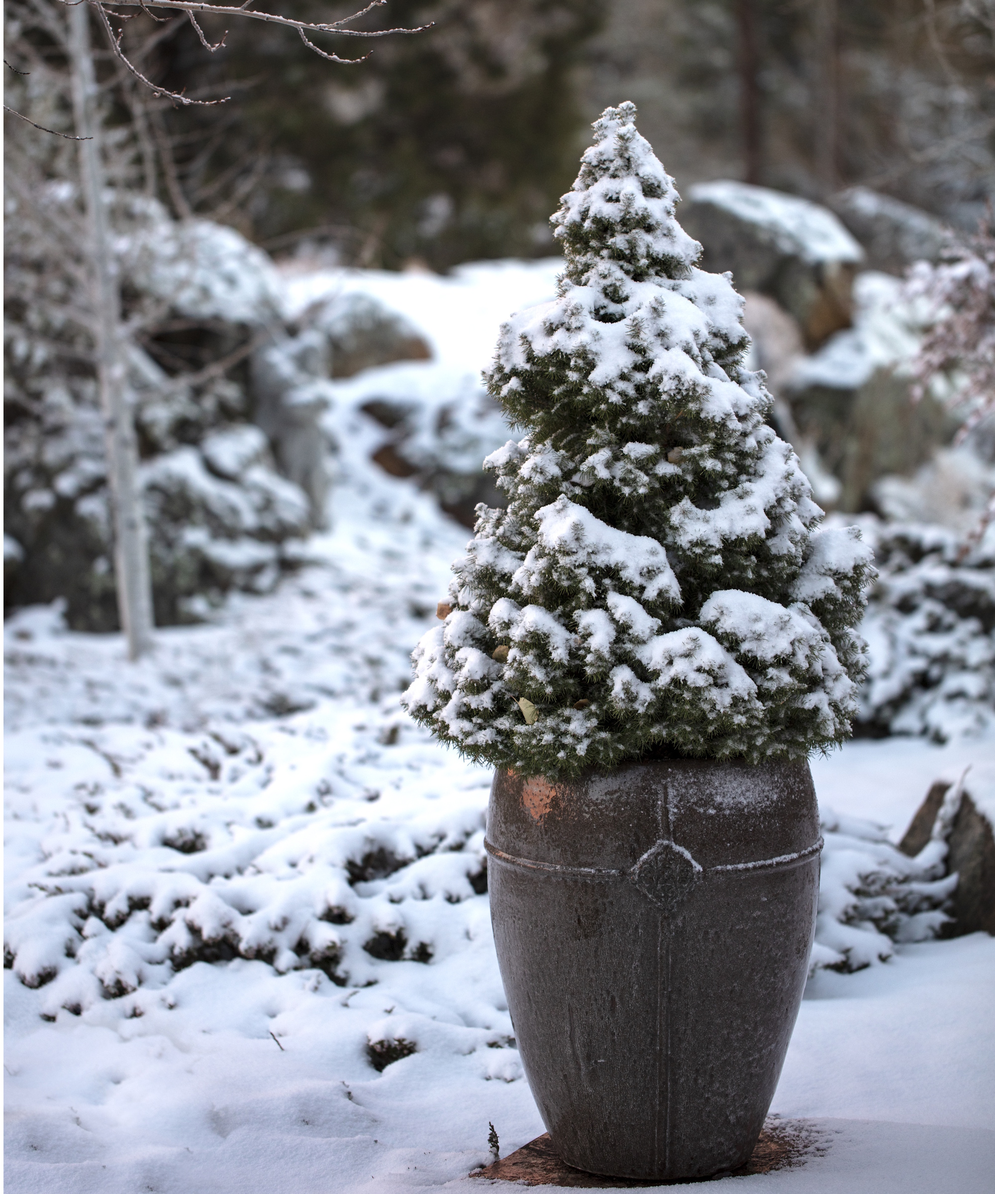 Dwarf alberta spruce