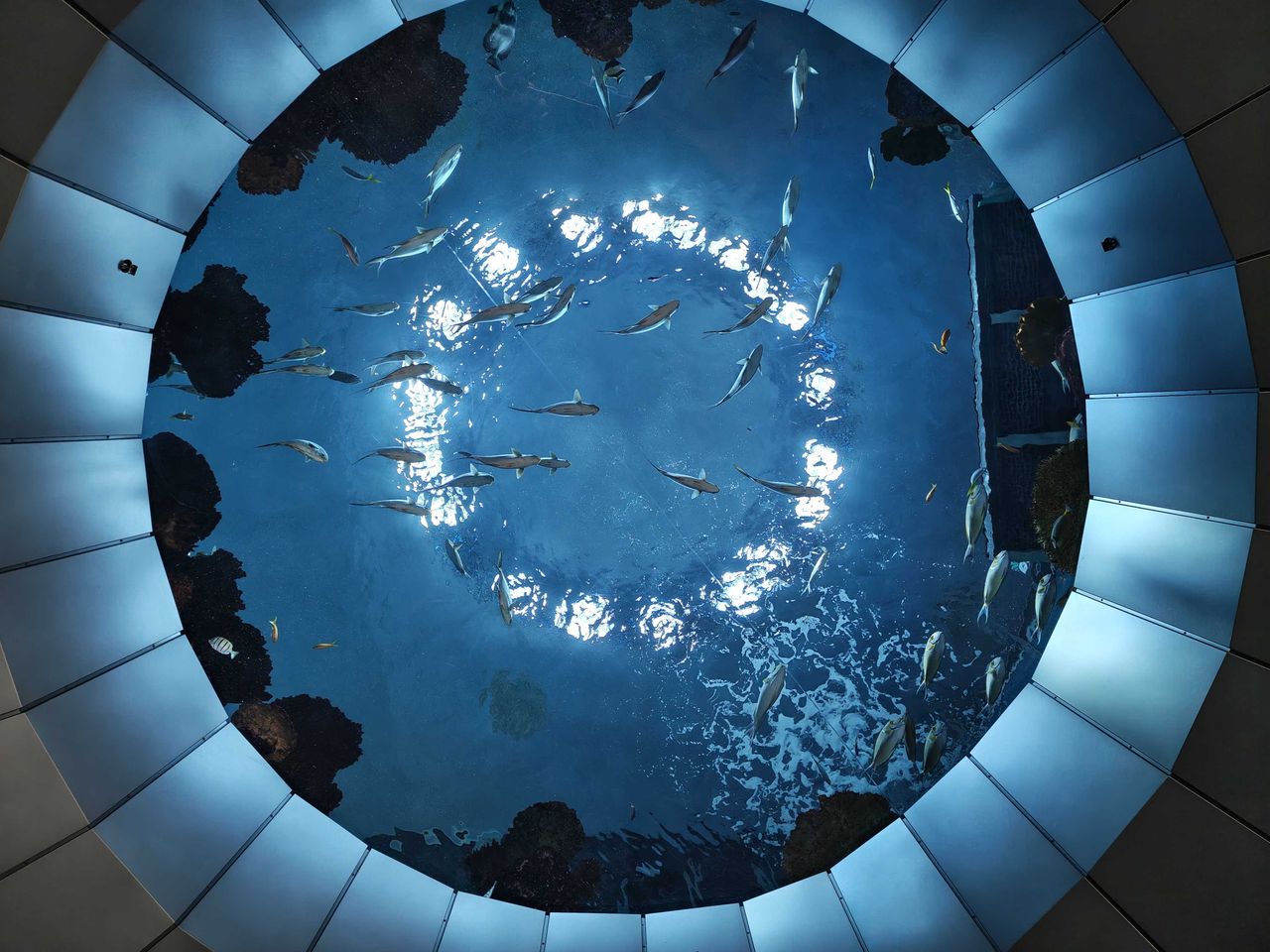 A circular glass opening under an aquarium with fish swimming in it