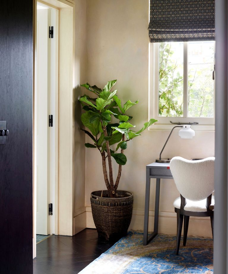 Common Houseplant Pests: And 6 Ways To Get Rid Of Them For Good | Homes ...