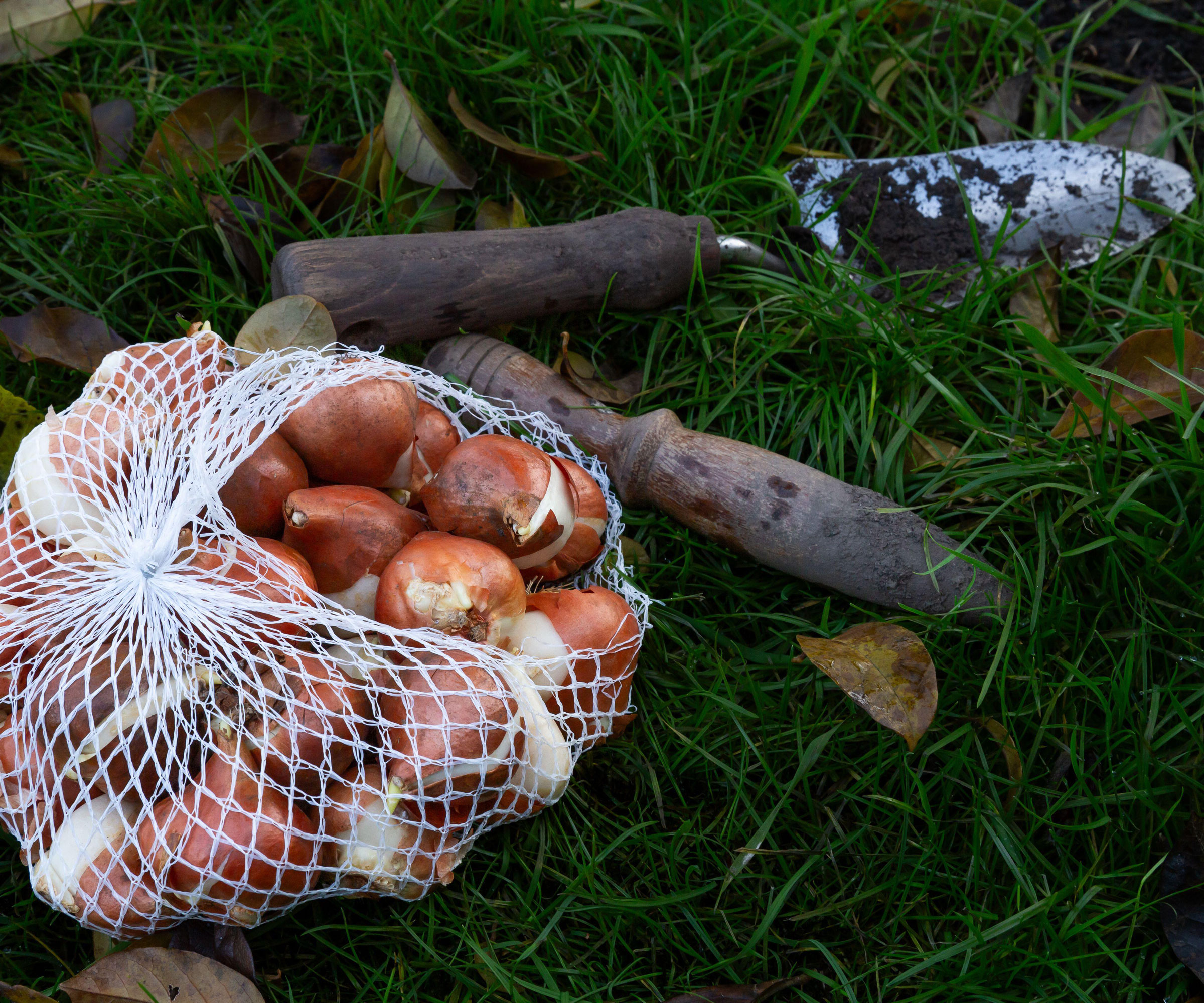 mesh bag of spring bulbs with trowel and dibber on grass