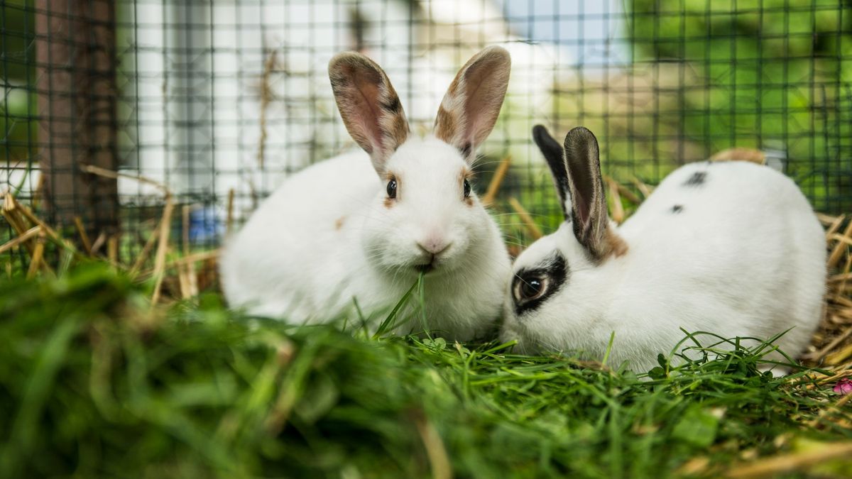 Can rabbits live alone? Why it may be a good idea to get your rabbit a