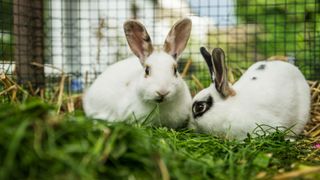 Two rabbits sitting in a hutch together