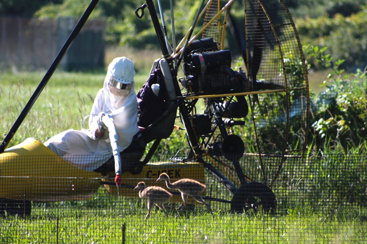 Whooping cranes following aircraft