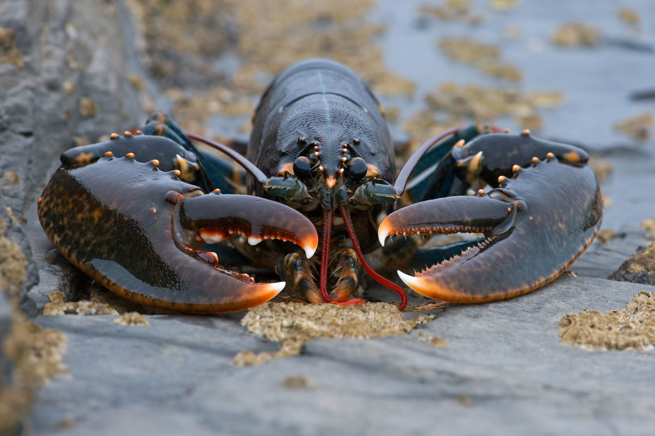 A lobster on the beach.