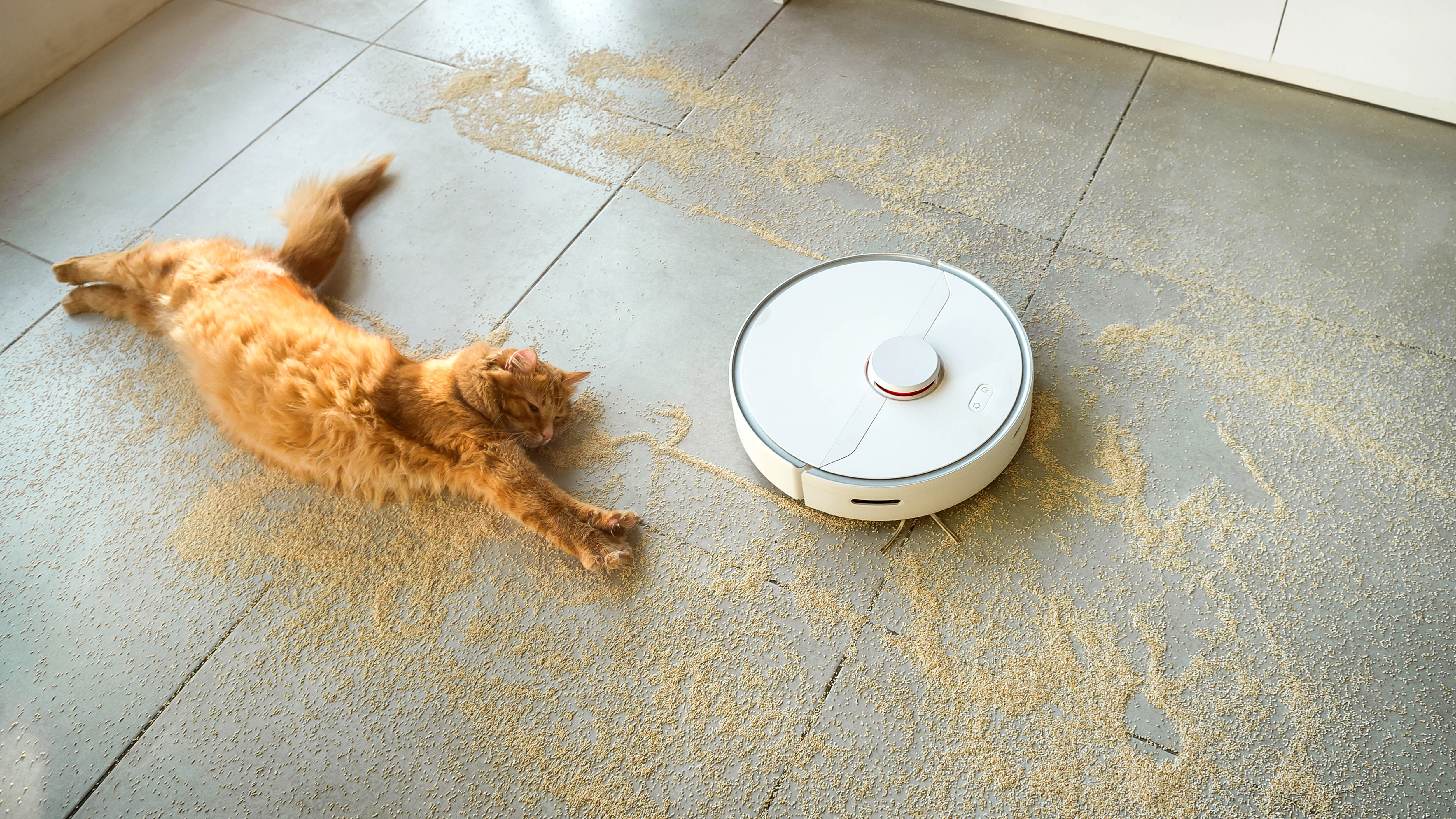 Робот пылесос перестал мыть пол. Рыжий кот и робот пылесос. cat roomba.