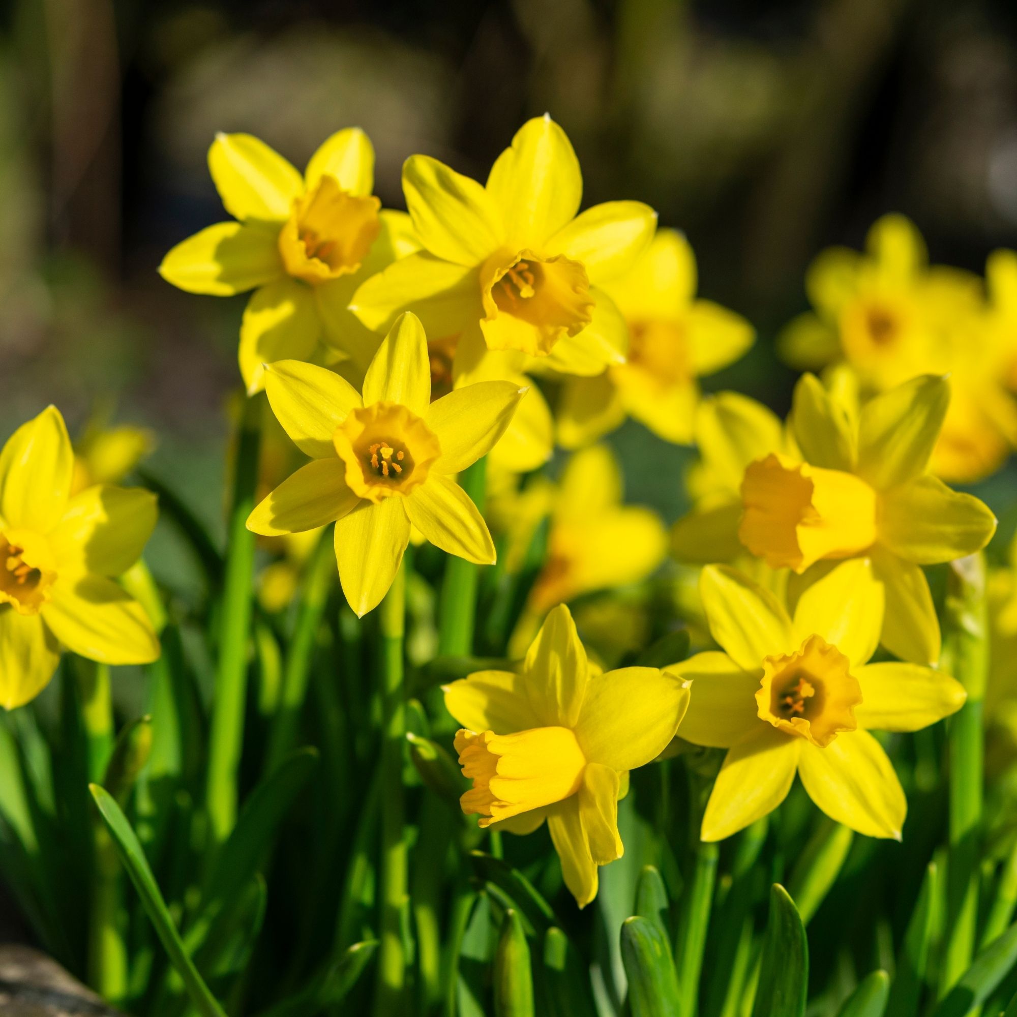 Tete-a-tete daffodils growing in garden