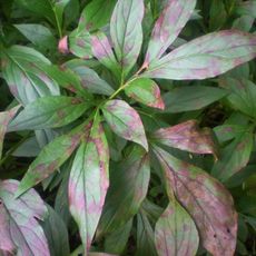 Close up of peony diseases on leaves